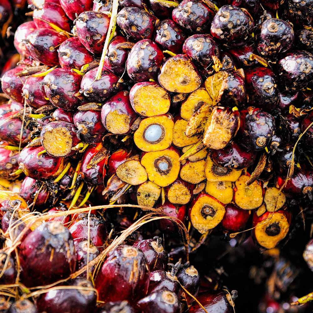 Palm oil fruit